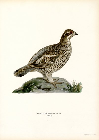 Hazel Grouse (väri litho) tekijältä Magnus Ferdinand and Wilhelm von Wright