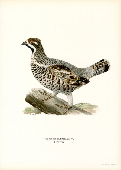Hazel Grouse (väri litho) tekijältä Magnus Ferdinand and Wilhelm von Wright