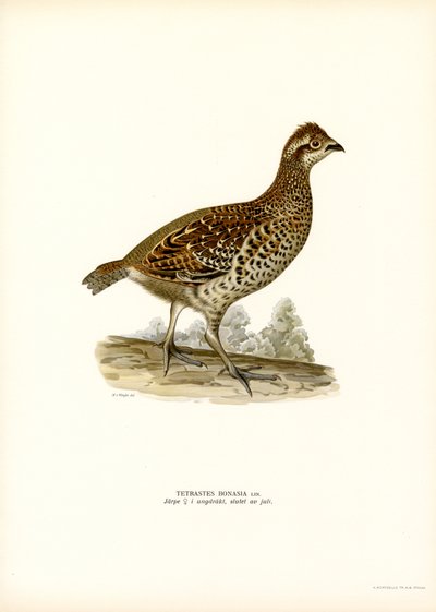 Hazel Grouse (väri litho) tekijältä Magnus Ferdinand and Wilhelm von Wright