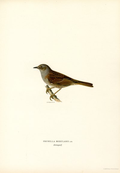 Pensaskirkka (väri litho) tekijältä Magnus Ferdinand and Wilhelm von Wright