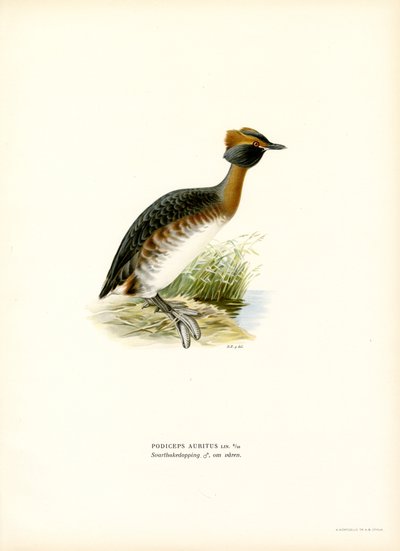 Sarvikurkku (väri litho) tekijältä Magnus Ferdinand and Wilhelm von Wright