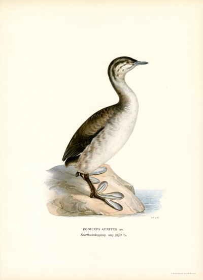Sarvikurkku (väri litho) tekijältä Magnus Ferdinand and Wilhelm von Wright