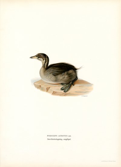 Sarvikurkku (väri litho) tekijältä Magnus Ferdinand and Wilhelm von Wright