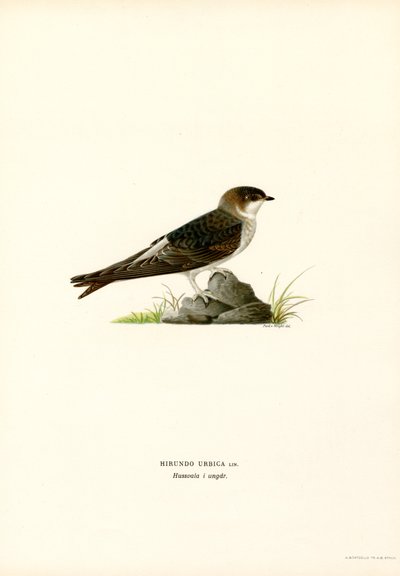 House Martin (väri litho) tekijältä Magnus Ferdinand and Wilhelm von Wright
