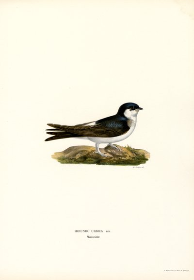 House Martin (väri litho) tekijältä Magnus Ferdinand and Wilhelm von Wright