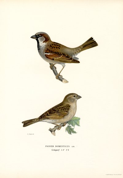 House Sparrow (väri litho) tekijältä Magnus Ferdinand and Wilhelm von Wright