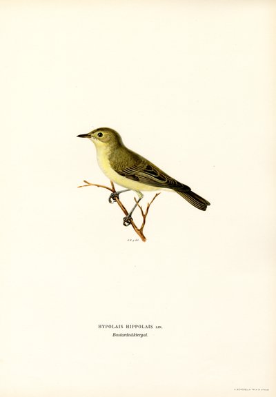 Icterine Warbler (väri litho) tekijältä Magnus Ferdinand and Wilhelm von Wright