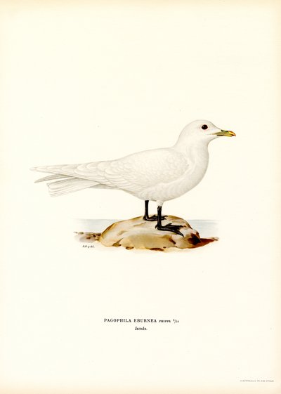 Norsunluulokki (väri litho) tekijältä Magnus Ferdinand and Wilhelm von Wright