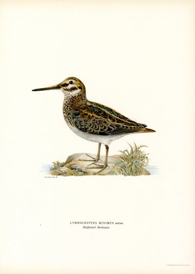 Jack Snipe (värinen lito) tekijältä Magnus Ferdinand and Wilhelm von Wright