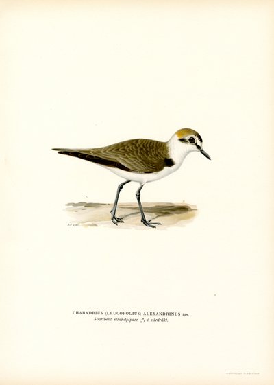 Kentish Plover (väri litho) tekijältä Magnus Ferdinand and Wilhelm von Wright