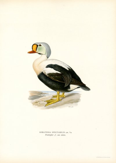 King Duck (väri litho) tekijältä Magnus Ferdinand and Wilhelm von Wright