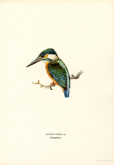 Kingfisher (väri litho) tekijältä Magnus Ferdinand and Wilhelm von Wright