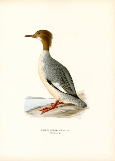 Large Merganser (väri litho) tekijältä Magnus Ferdinand and Wilhelm von Wright