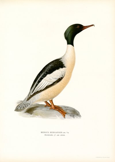 Large Merganser (väri litho) tekijältä Magnus Ferdinand and Wilhelm von Wright
