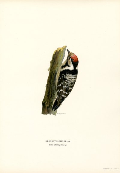 Pikkutikka (väri litho) tekijältä Magnus Ferdinand and Wilhelm von Wright