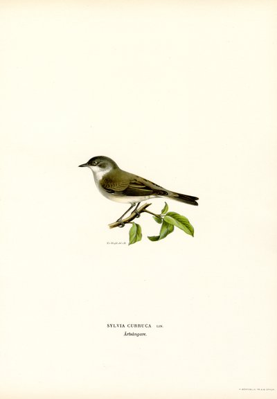 Lesser Whitethroat (väri litho) tekijältä Magnus Ferdinand and Wilhelm von Wright