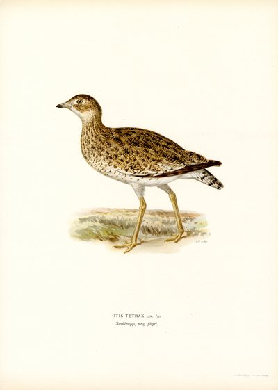 Little Bustard (väri litho) tekijältä Magnus Ferdinand and Wilhelm von Wright