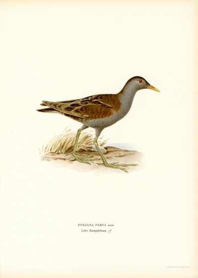 Little Crake (väri litho) tekijältä Magnus Ferdinand and Wilhelm von Wright