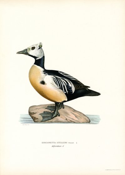 Little Haah (väri litho) tekijältä Magnus Ferdinand and Wilhelm von Wright