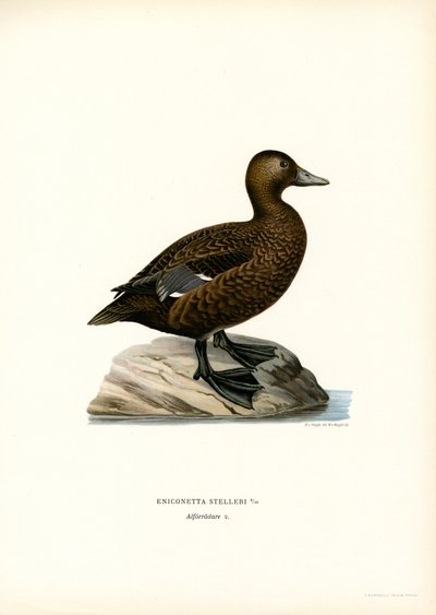 Little Haah (väri litho) tekijältä Magnus Ferdinand and Wilhelm von Wright