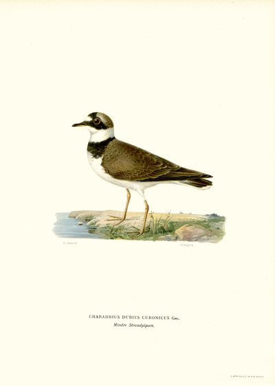 Little Ringed Plover (väri litho) tekijältä Magnus Ferdinand and Wilhelm von Wright