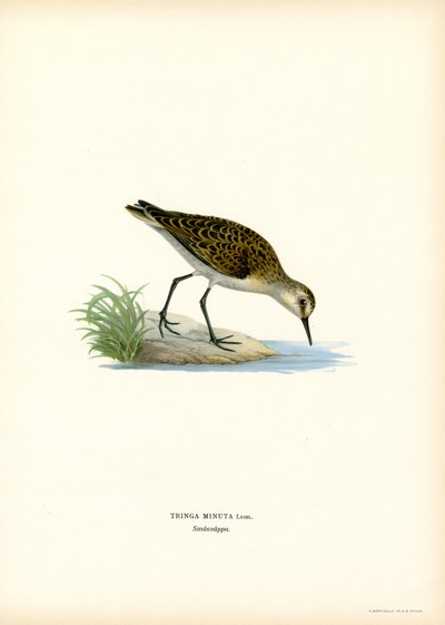 Little Stint (väri litho) tekijältä Magnus Ferdinand and Wilhelm von Wright