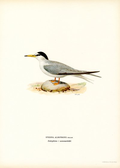 Pikkutiira (väri litho) tekijältä Magnus Ferdinand and Wilhelm von Wright