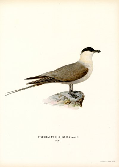 Pitkähäntäjääkäri (väri litho) tekijältä Magnus Ferdinand and Wilhelm von Wright