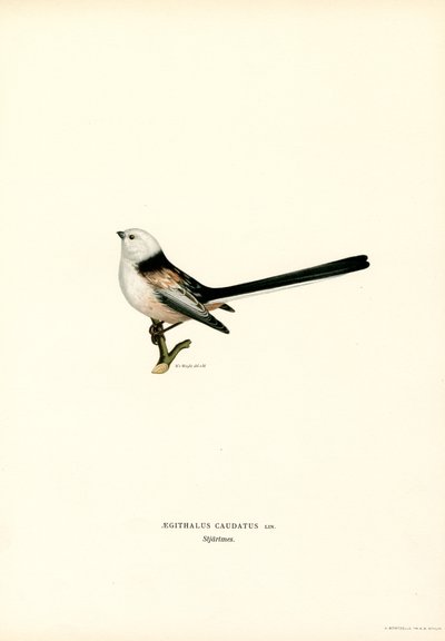 Mallerenga de cua llarga (color lito) finlandès tekijältä Magnus Ferdinand and Wilhelm von Wright