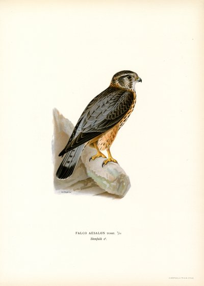 Merlin (väri litho) tekijältä Magnus Ferdinand and Wilhelm von Wright