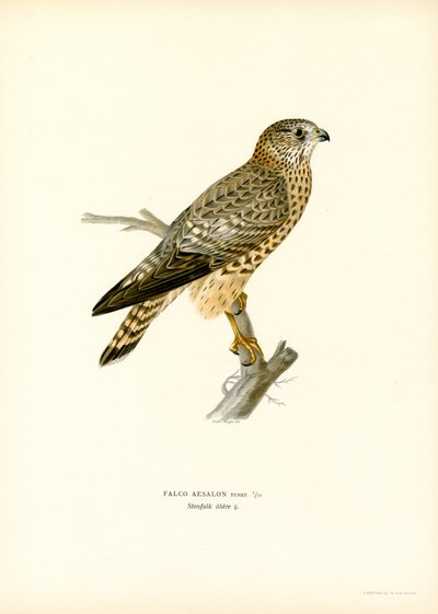 Merlin (väri litho) tekijältä Magnus Ferdinand and Wilhelm von Wright