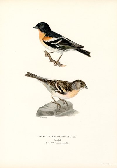 Mountain Finch (väri litho) tekijältä Magnus Ferdinand and Wilhelm von Wright