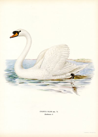 Kyhmyjoutsen (väri litho) tekijältä Magnus Ferdinand and Wilhelm von Wright