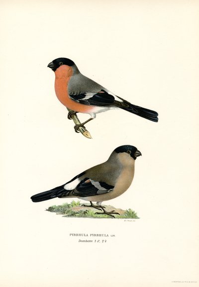Pohjois-Euraasian härkä (väri litho) tekijältä Magnus Ferdinand and Wilhelm von Wright