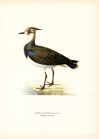 Northern Lapwing (väri litho) tekijältä Magnus Ferdinand and Wilhelm von Wright