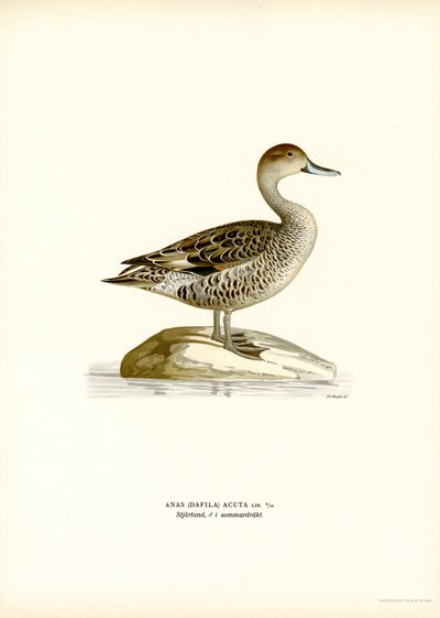 Northern Pintail (väri litho) tekijältä Magnus Ferdinand and Wilhelm von Wright