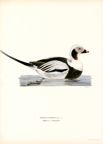 Oldsquaw Duck (väri litho) tekijältä Magnus Ferdinand and Wilhelm von Wright