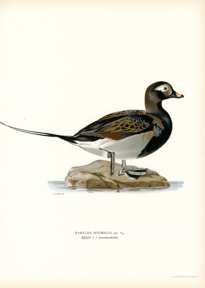 Oldsquaw Duck (väri litho) tekijältä Magnus Ferdinand and Wilhelm von Wright