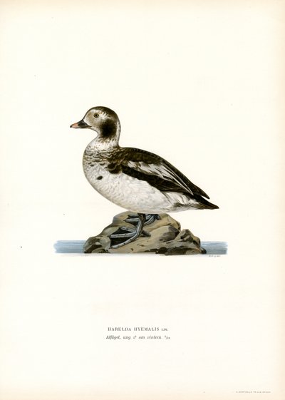 Oldsquaw Duck (väri litho) tekijältä Magnus Ferdinand and Wilhelm von Wright