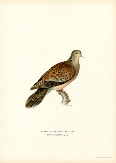 Itämainen turtle Dove (väri litho) tekijältä Magnus Ferdinand and Wilhelm von Wright