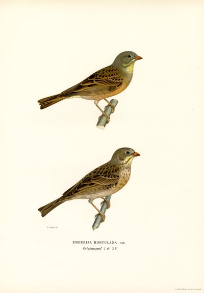 Ortolan-sirkku (väri litho) tekijältä Magnus Ferdinand and Wilhelm von Wright