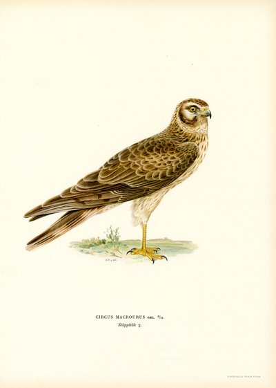 Pallid Harrier (väri litho) tekijältä Magnus Ferdinand and Wilhelm von Wright