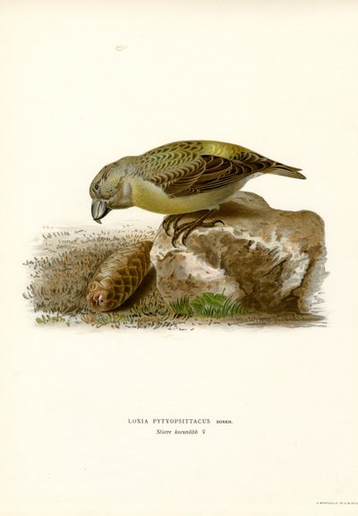 Parrot Crossbill (väri litho) tekijältä Magnus Ferdinand and Wilhelm von Wright