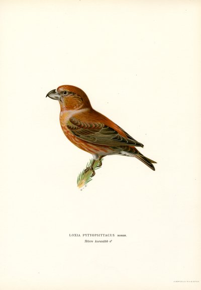 Parrot Crossbill (väri litho) tekijältä Magnus Ferdinand and Wilhelm von Wright
