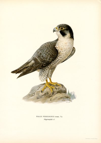 Peregrine Falcon (väri litho) tekijältä Magnus Ferdinand and Wilhelm von Wright