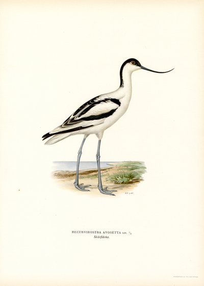 Pied Avocet (väri litho) tekijältä Magnus Ferdinand and Wilhelm von Wright