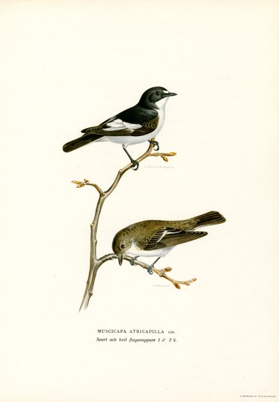 Pied perhosieppo (väri litho) tekijältä Magnus Ferdinand and Wilhelm von Wright