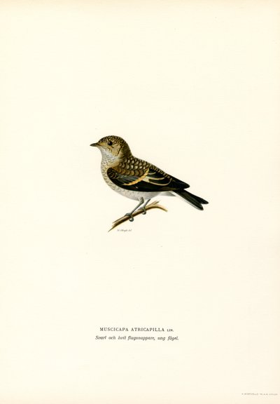 Pied-perhosieppo (väri litho) tekijältä Magnus Ferdinand and Wilhelm von Wright