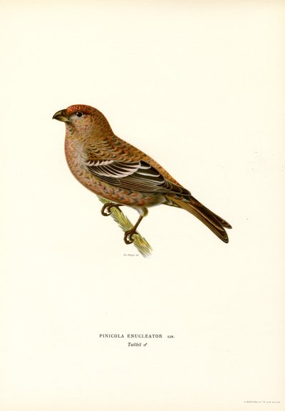 Pine Bullfinch (väri litho) tekijältä Magnus Ferdinand and Wilhelm von Wright