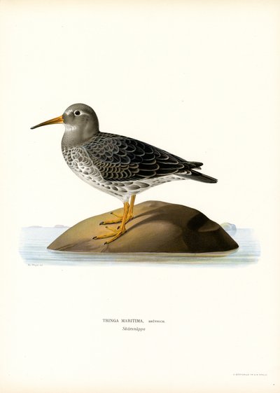 Purple Sandpiper (litografia de color) finlandès tekijältä Magnus Ferdinand and Wilhelm von Wright